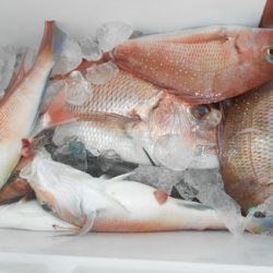 こうゆう丸 釣果