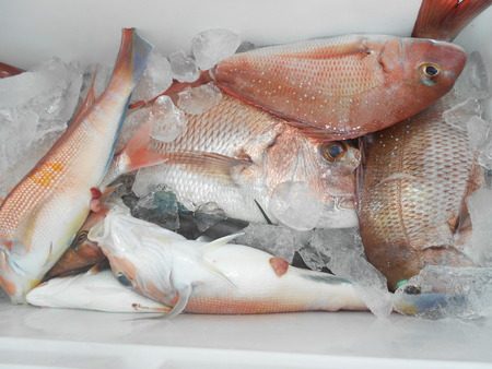 こうゆう丸 釣果