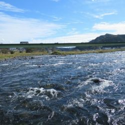 狩野川(狩野川漁業協同組合) 釣果