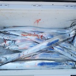 遊漁船 ニライカナイ 釣果