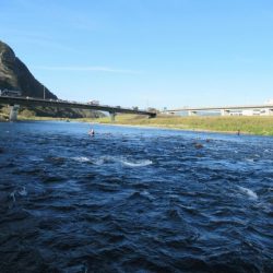 狩野川(狩野川漁業協同組合) 釣果