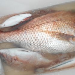 こうゆう丸 釣果