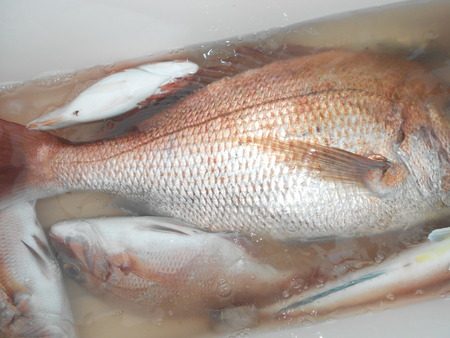 こうゆう丸 釣果