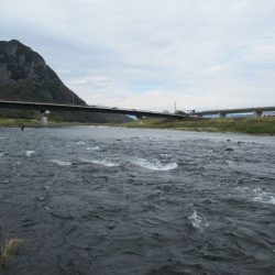 狩野川(狩野川漁業協同組合) 釣果