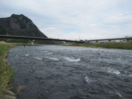 狩野川(狩野川漁業協同組合) 釣果