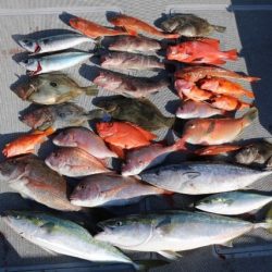 へいみつ丸 釣果