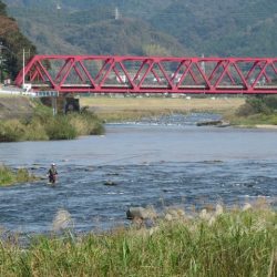 狩野川(狩野川漁業協同組合) 釣果