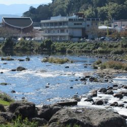 狩野川(狩野川漁業協同組合) 釣果