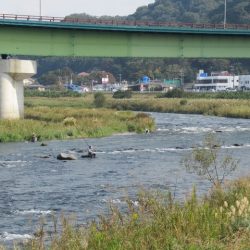 狩野川(狩野川漁業協同組合) 釣果