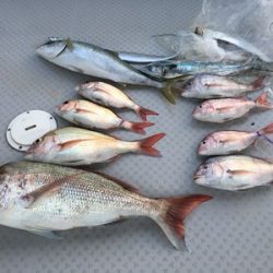 ミタチ丸 釣果