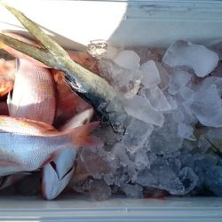 大進丸（新潟） 釣果