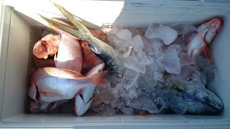 大進丸（新潟） 釣果