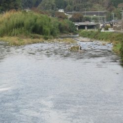 狩野川(狩野川漁業協同組合) 釣果