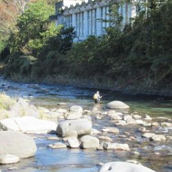 狩野川(狩野川漁業協同組合) 釣果