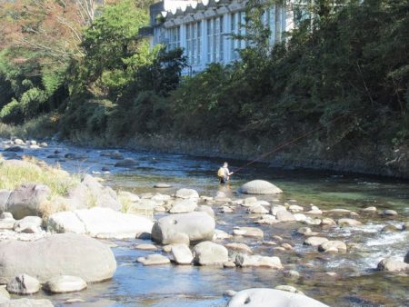 狩野川(狩野川漁業協同組合) 釣果