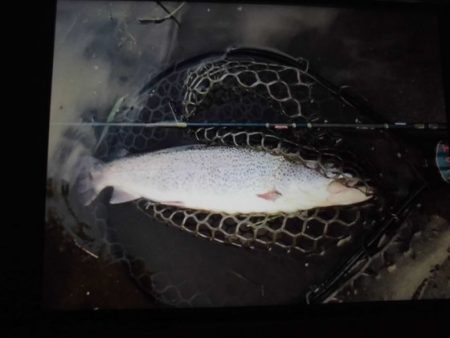 高萩ふれあいの里フィッシングエリア 釣果