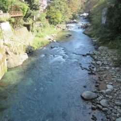 狩野川(狩野川漁業協同組合) 釣果