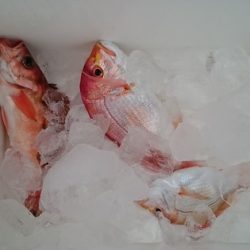 大進丸(新潟) 釣果