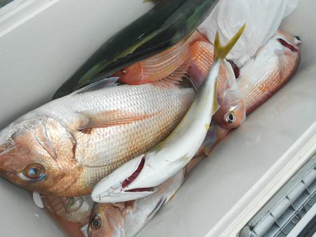 こうゆう丸 釣果