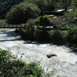 狩野川(狩野川漁業協同組合) 釣果