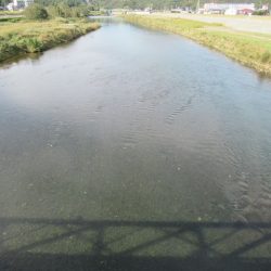 狩野川(狩野川漁業協同組合) 釣果