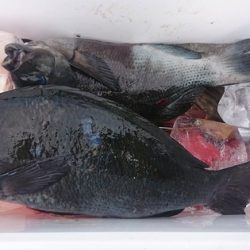 しば渡船 釣果