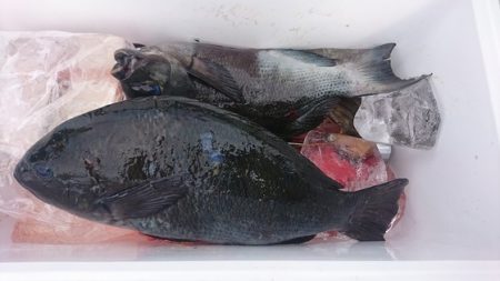 しば渡船 釣果