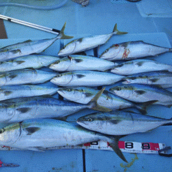 清和丸 釣果