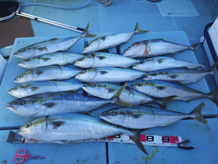 清和丸 釣果