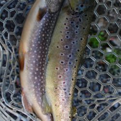 小菅トラウトガーデン 釣果