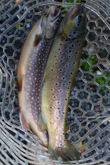 小菅トラウトガーデン 釣果