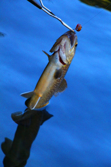 小菅トラウトガーデン 釣果