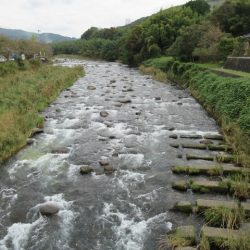狩野川(狩野川漁業協同組合) 釣果