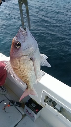 開進丸 釣果