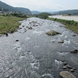 狩野川（狩野川漁業協同組合） 釣果