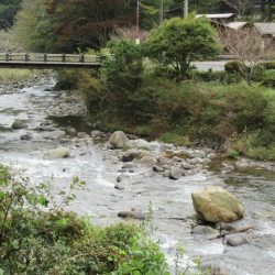 狩野川(狩野川漁業協同組合) 釣果