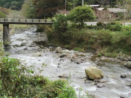 狩野川(狩野川漁業協同組合) 釣果