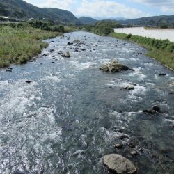 狩野川(狩野川漁業協同組合) 釣果