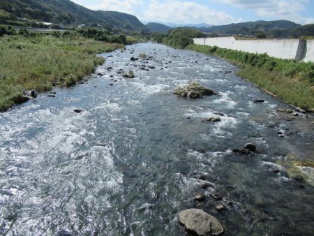 狩野川(狩野川漁業協同組合) 釣果