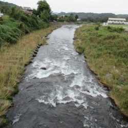 狩野川(狩野川漁業協同組合) 釣果