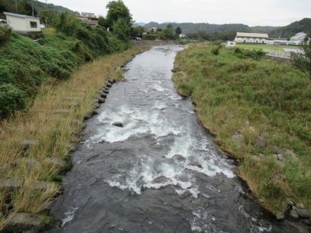 狩野川(狩野川漁業協同組合) 釣果
