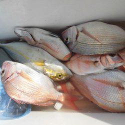 大進丸（愛知） 釣果