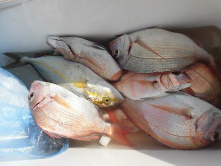 大進丸（愛知） 釣果