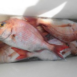 大進丸（愛知） 釣果