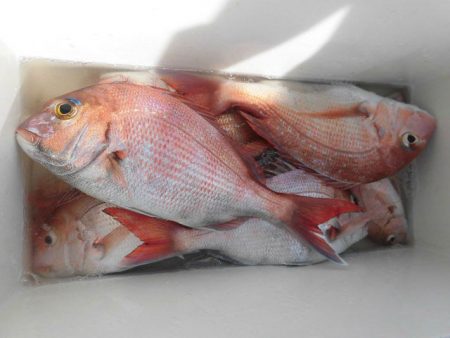 大進丸（愛知） 釣果