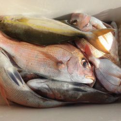 大進丸（愛知） 釣果