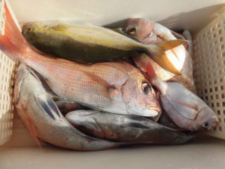 大進丸（愛知） 釣果