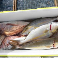 大進丸（愛知） 釣果