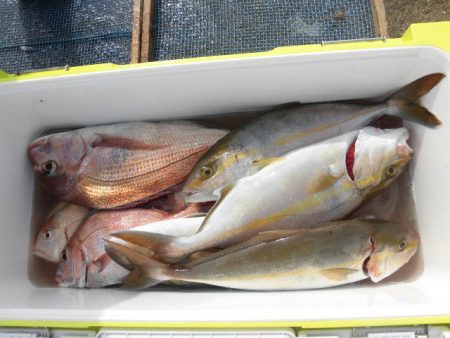 大進丸（愛知） 釣果