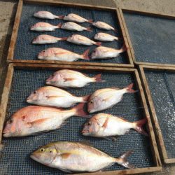 大進丸（愛知） 釣果